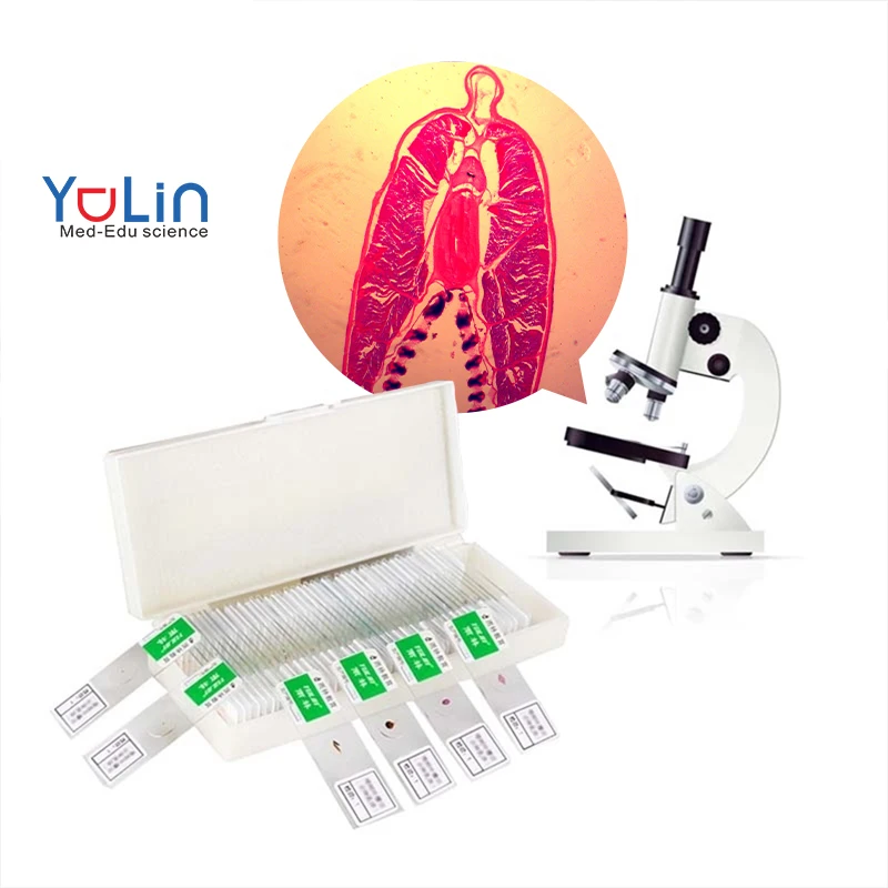 Education Slideshow Microscope Slideshow University Education Animal Biology slideshow Mixed 10 pieces