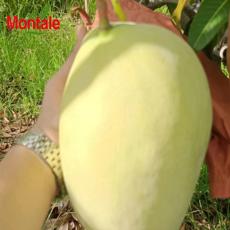 Китайский поставщик свежих фруктов, свежие желтые фрукты манго высокого качества