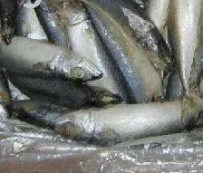 
frozen indian king mackerel scad 
