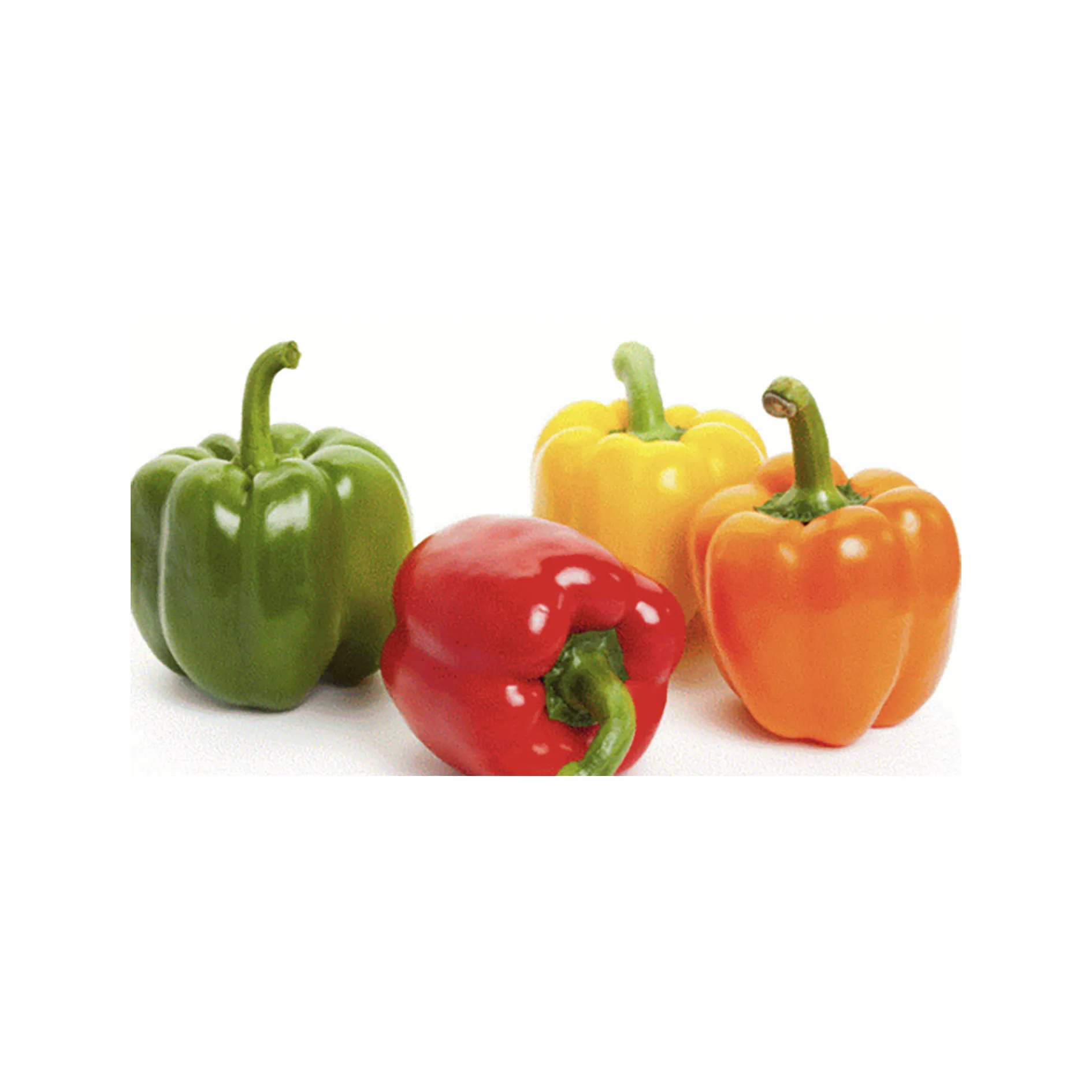 
Wholesale moroccan farms fresh capsicum square sweet tasty chilli bell pepper 