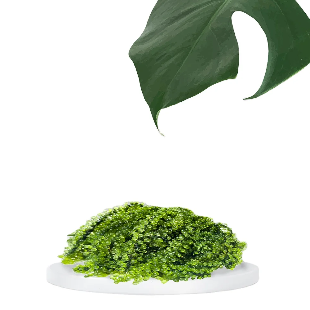 Natural Green Organic Food Supplier Dried Seasoned Sea Grapes