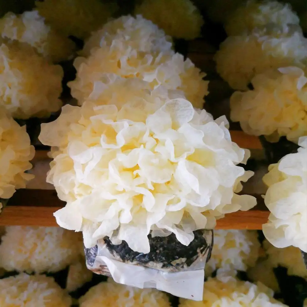 
Wholesale Broken Tremella White Wood Ear Snow Fungus Mushroom 