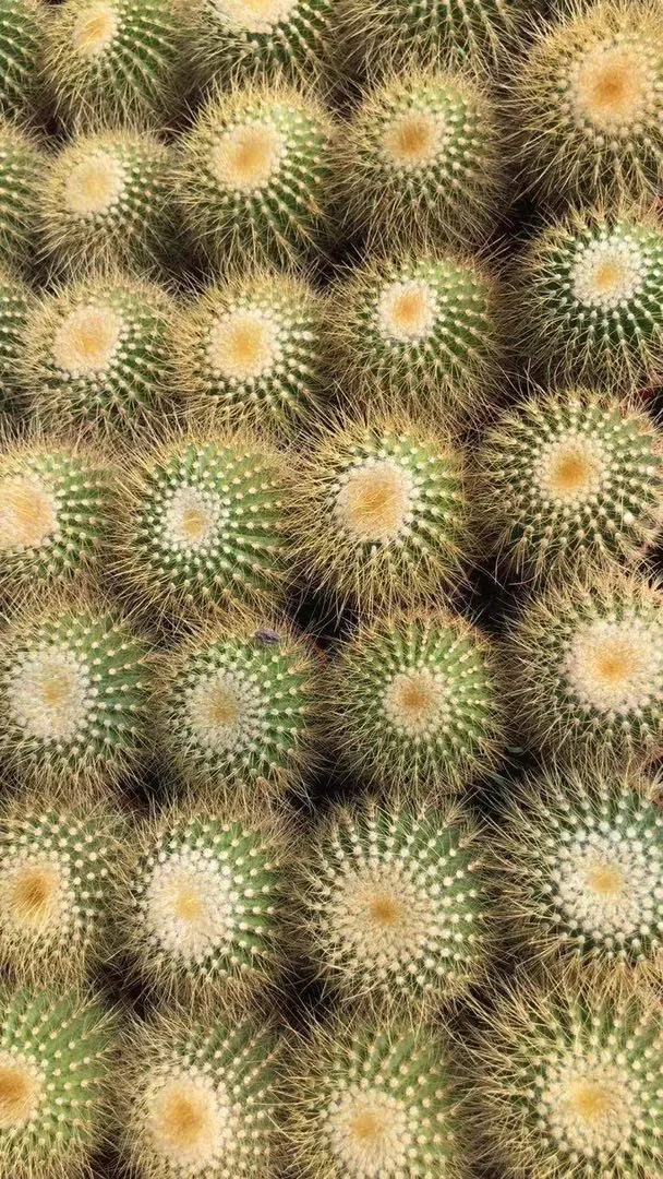 
Wholesale indoor live bead plant cactus 