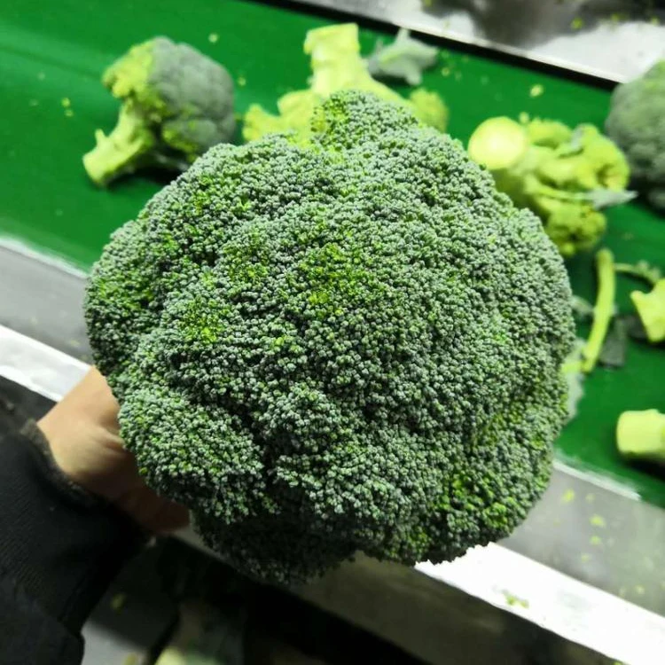 
Bulk Broccoli export from China 