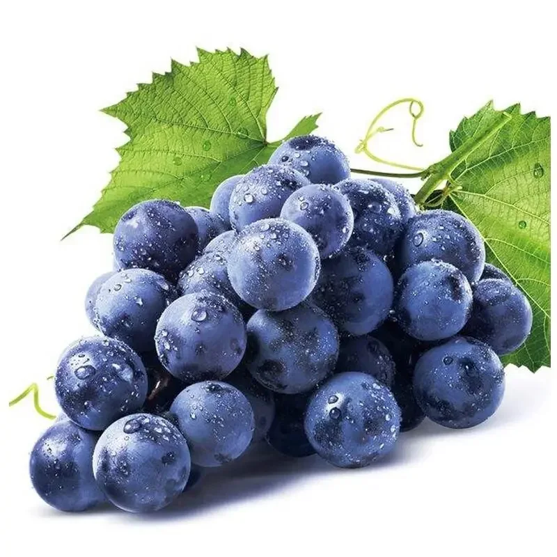 Factory supply organic capsule 95% OPCS pure anthocyanin powder grape seed extract for skin care