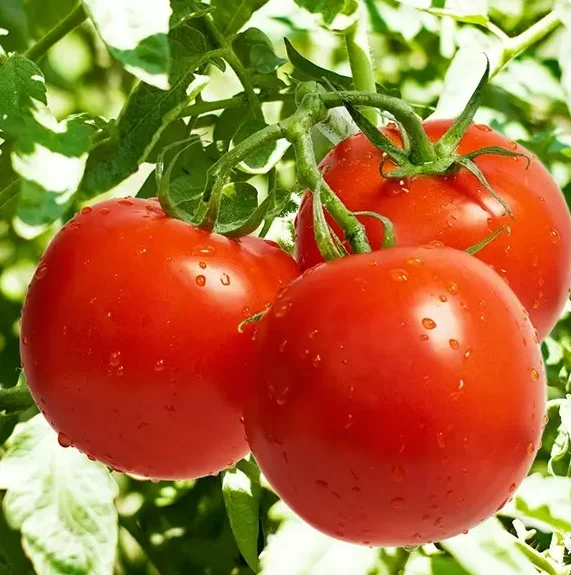 high quality fan qie Lycopersicon esculentum seeds F1 hybrid Red tomato seeds vegetable seeds