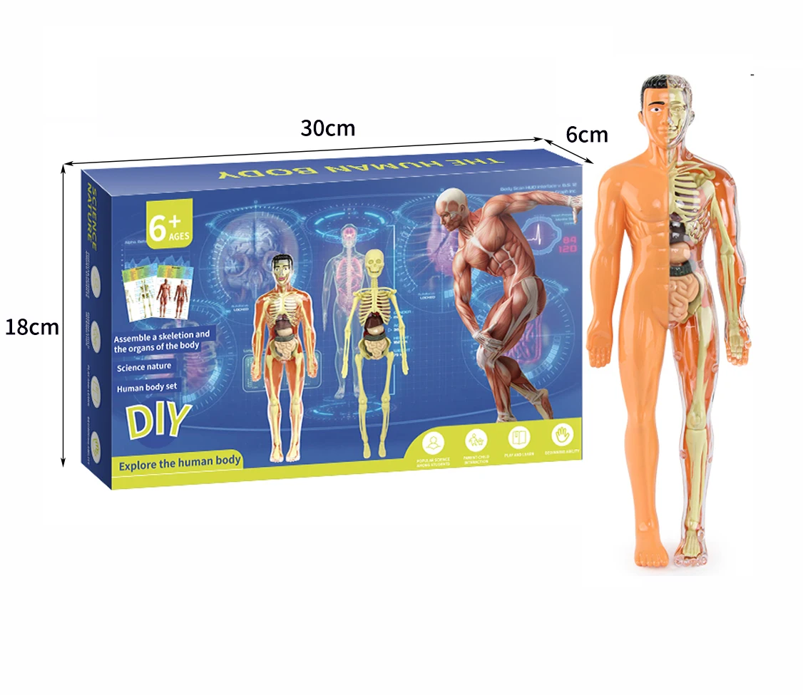 STEM Toy human torso teaching model human body skeleton organs human assembly kit