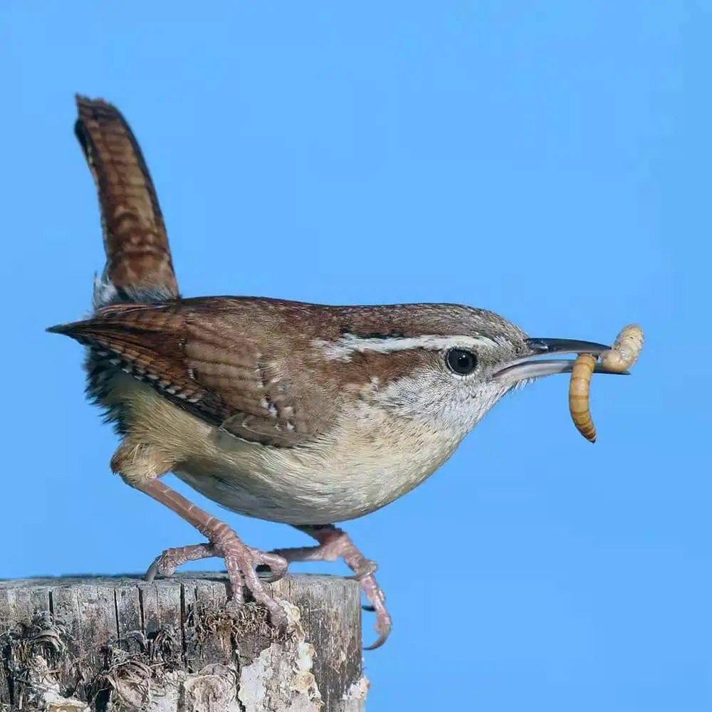 High Protein Mealworms Dried Eu for Birds Fish Dog Food Wholesale Mealworm 1kg Pet Food Edible Mealworms