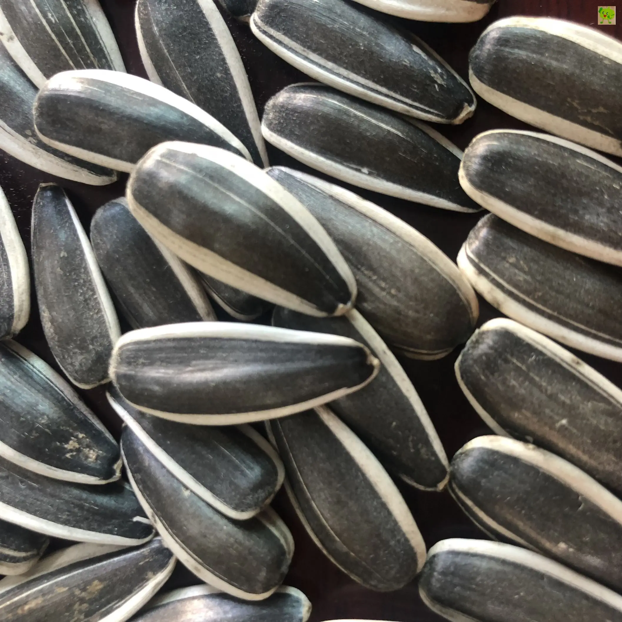 Wholesale China High Quality Good Mechanism Organic Raw Sunflower Seed Kernels