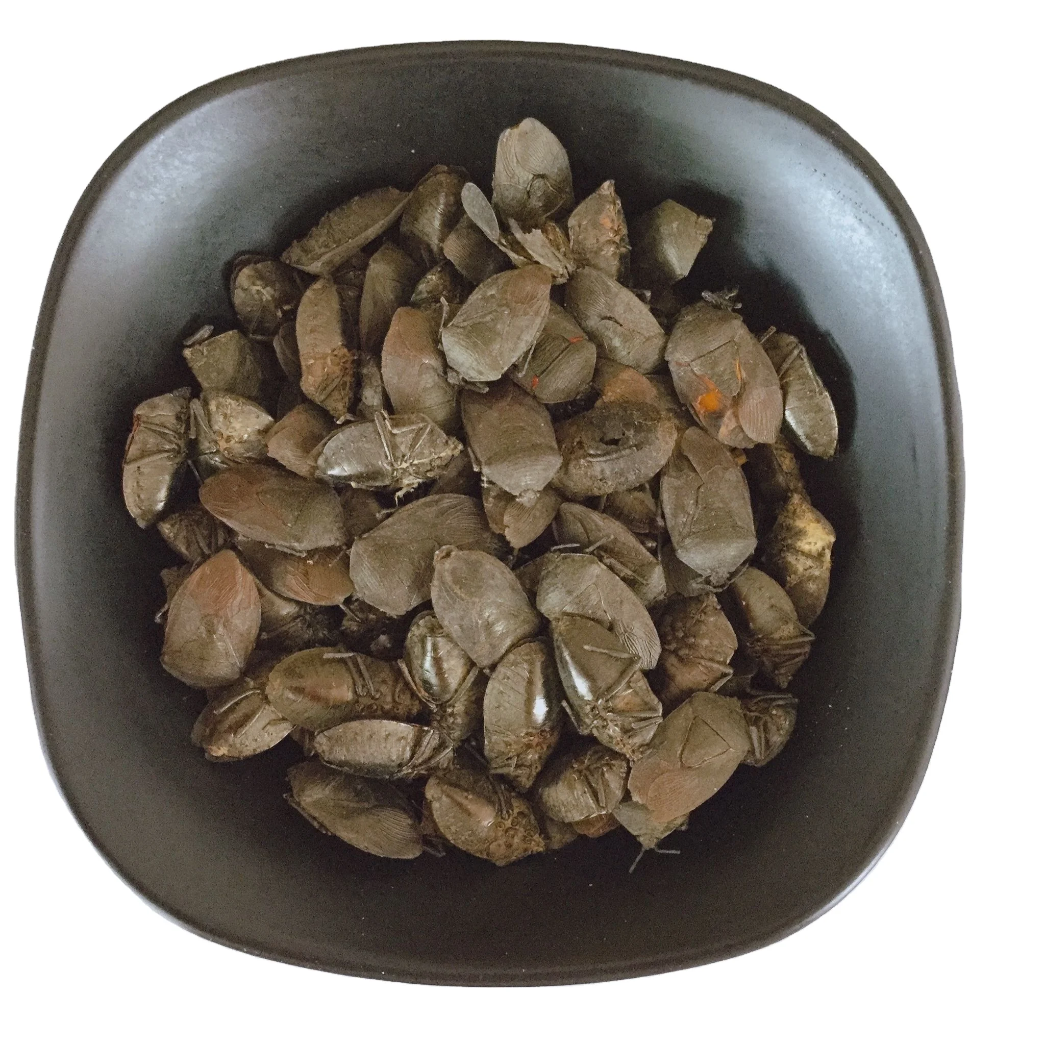 Chinese Supplier Wholesales Natural Coridius Chinensis New Whole Dried Whole Insects Aspongopus