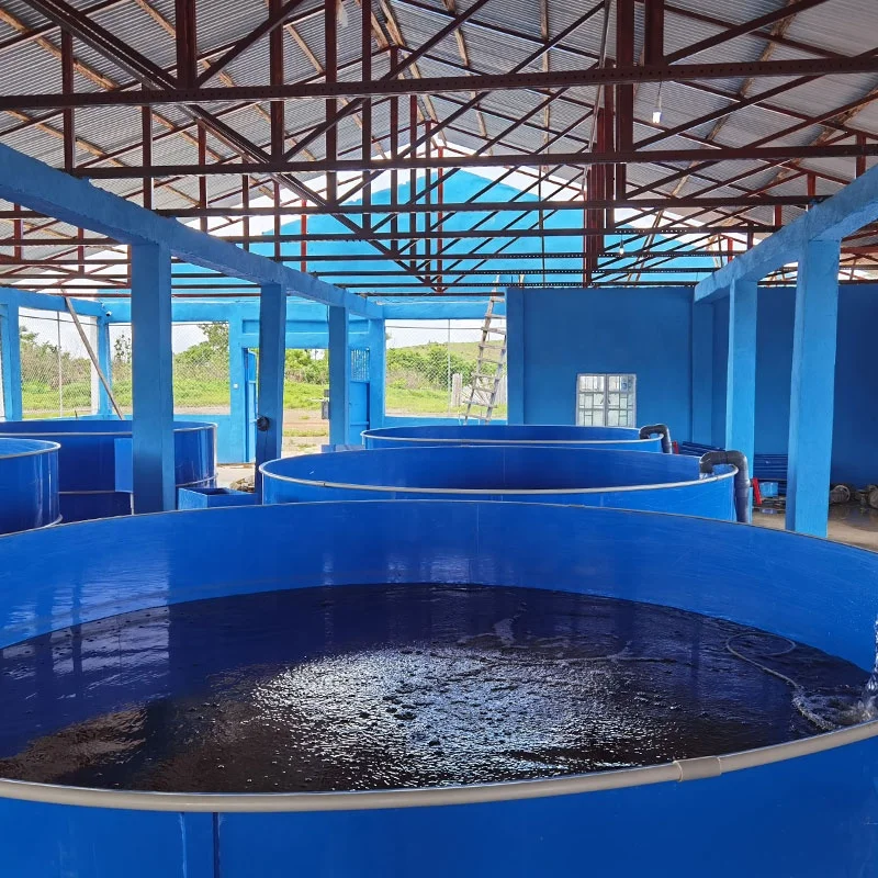 Indoor recirculating aquaculture system fish farming RAS Solution for Tilapia Fish farming