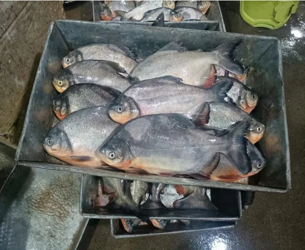 Best sale glazing 500g-800g  Red Pomfret Whole Round piaractus brachypomus fish