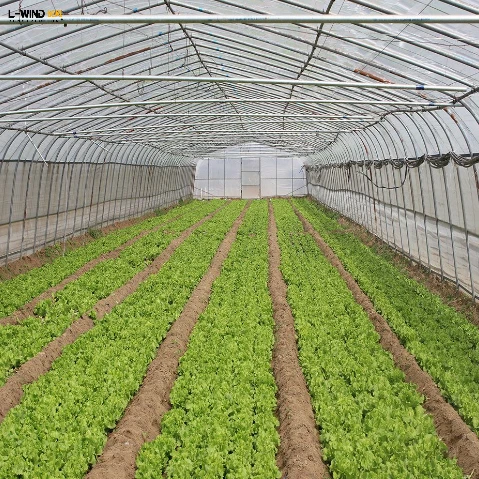 Fruit Growing Hoop House Single Span Agricultural Greenhouse Tunneling For Fruit/ Strawberry/Blueberry/Cherry/Grape Growing