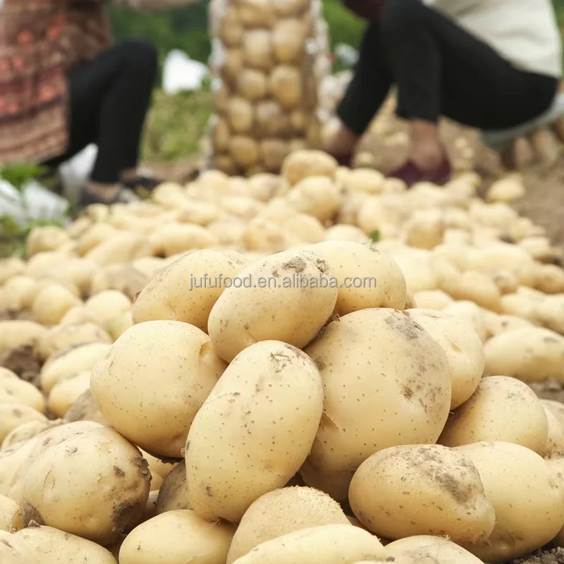 100% Exportable New Harvest Potato / Potatoes Supplier with cheap Price