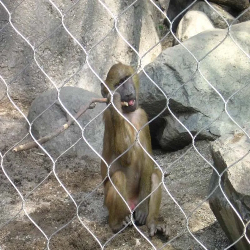 High strength AISI 316 Stainless Steel cable Wire Rope Mesh Net for bridge protection zoo mesh handrail netting for balustrade