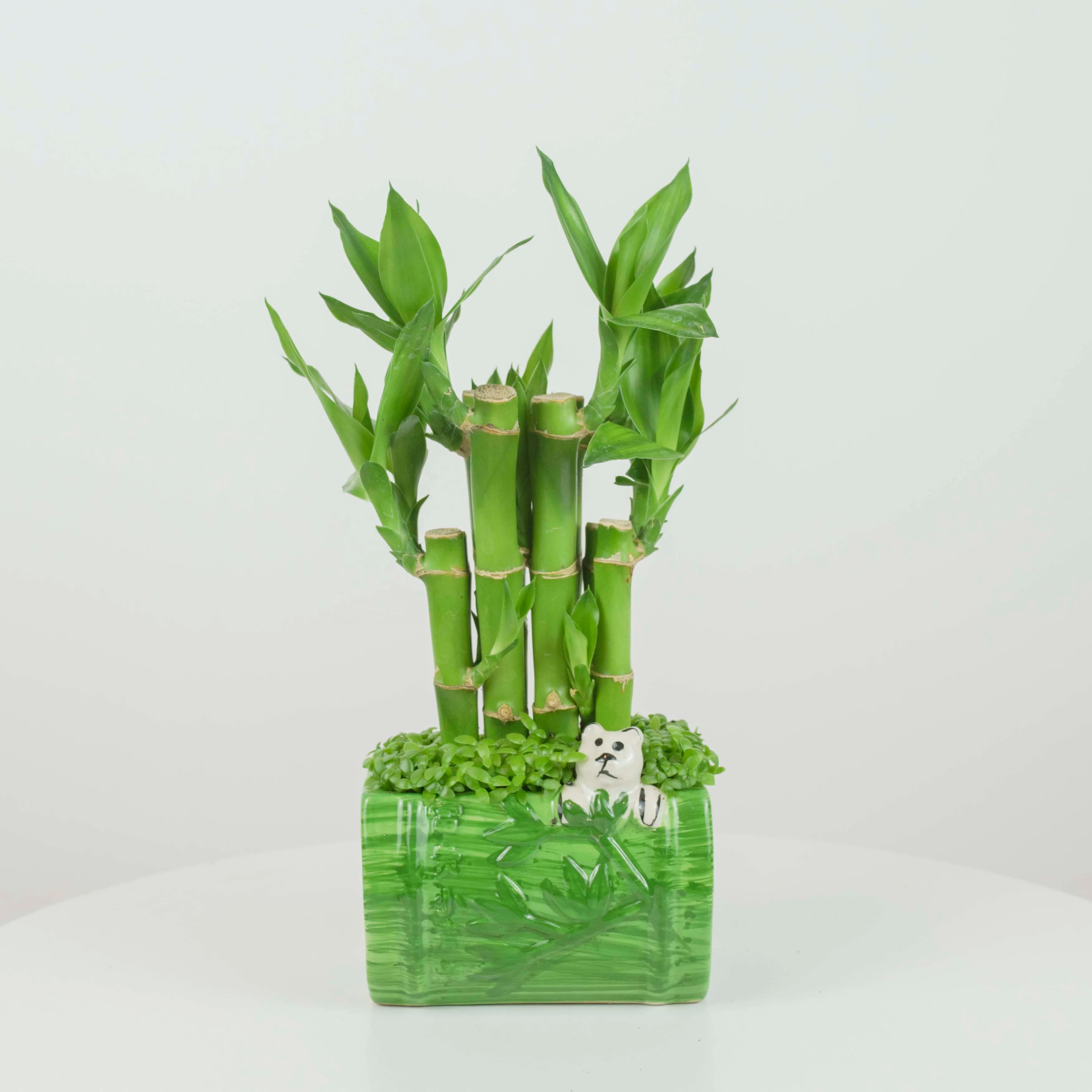lucky bamboo home decoration live aquatic plants in zhanjiang