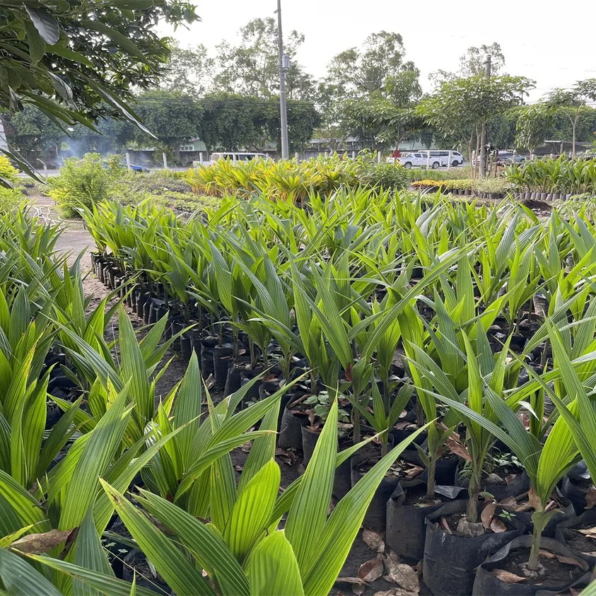 Wholesale black planter bags poly nursery bags plant seedling grow bags with holes