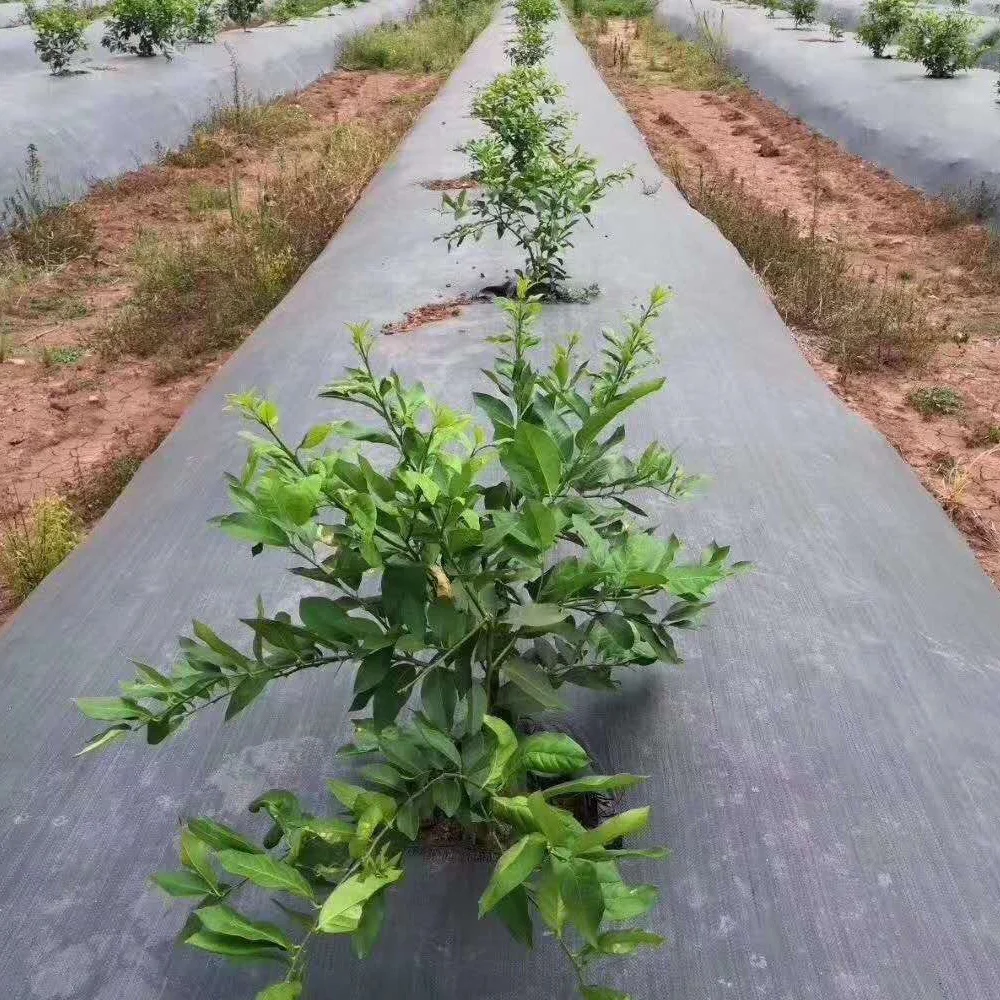Multi Hole PE Material UV Weed mat Barrier Control Ground Cover Plastic Mulch Layer Agriculture Mulching Film