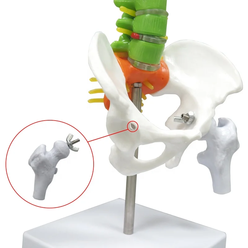 Didactic Teaching Vertebral Column with Pelvis Spine Sacrum Coccyx Spine Model