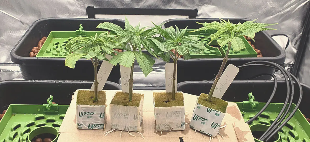 UPuper cutting seedling hemp hydro planting hydroponics rooting cubes 2 x 2 rock wool mini blocks