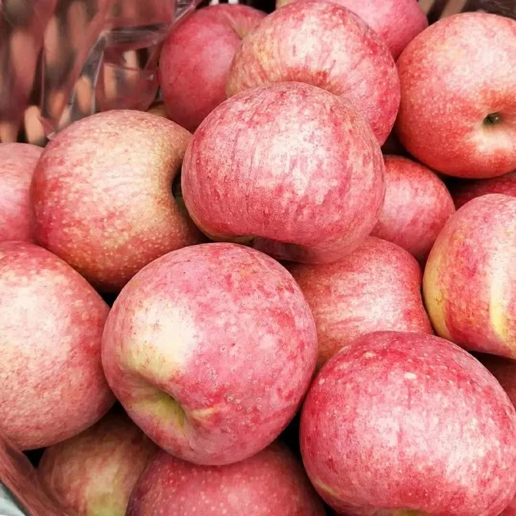 Factory Direct High Quality Fresh Apple Fruit Wholesale Distributors Export Red Delicious Fruit Fresh Apple  Fruit Fresh