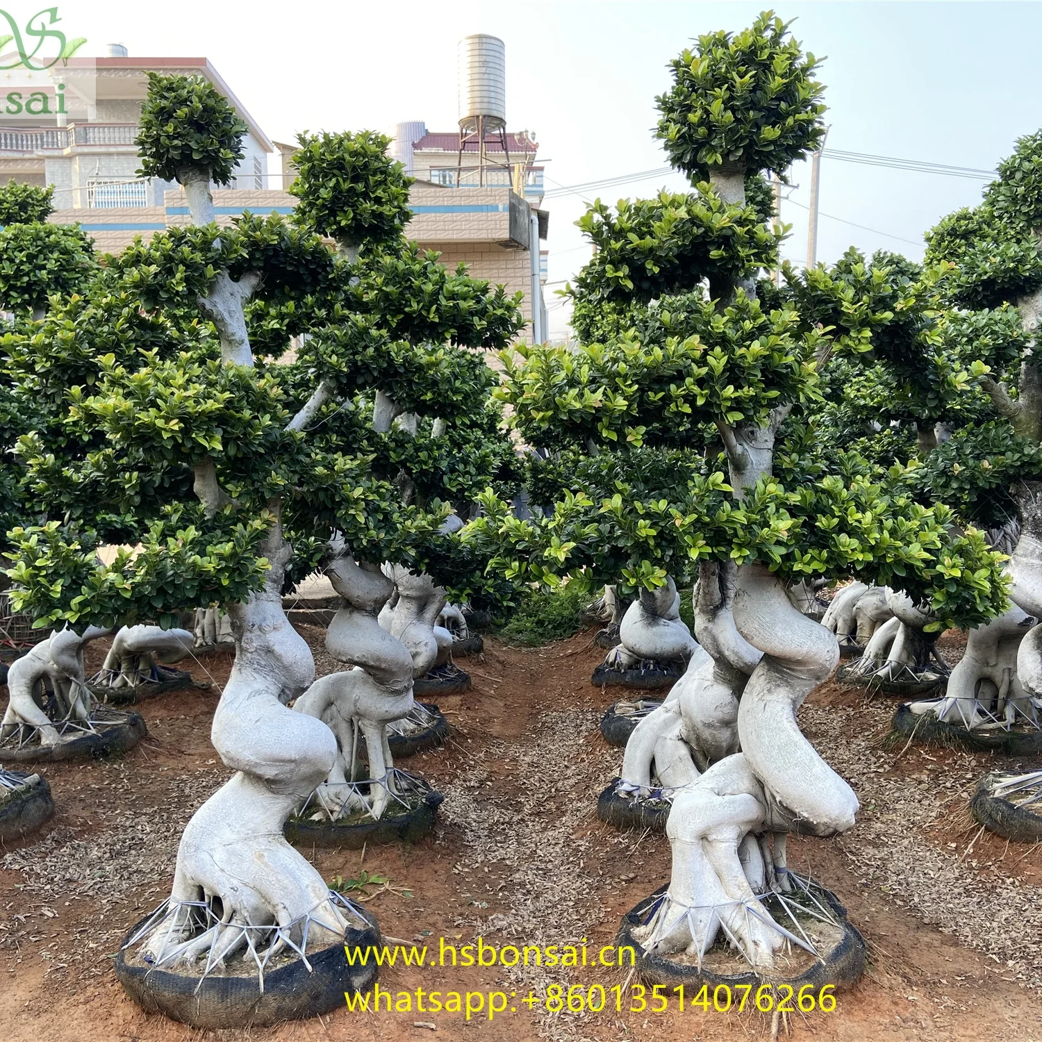 
Beautiful FICUS MICROCARPA ,Chinese Banyan ,Ornamental plants ficus drago shape at 2.0-2.5m height 