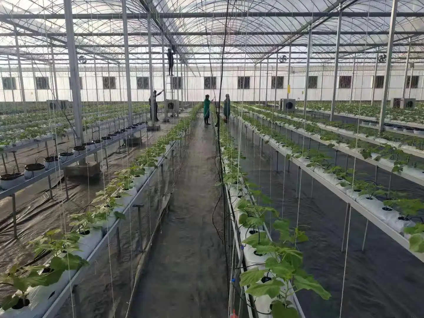 6000 Square meter greenhouse hydroponic system