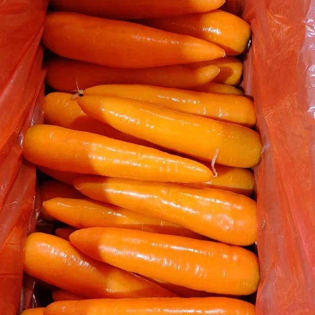 Cheap Price Chinese New Crop Fresh 150-300 G Carrots Fresh 100% For Sale