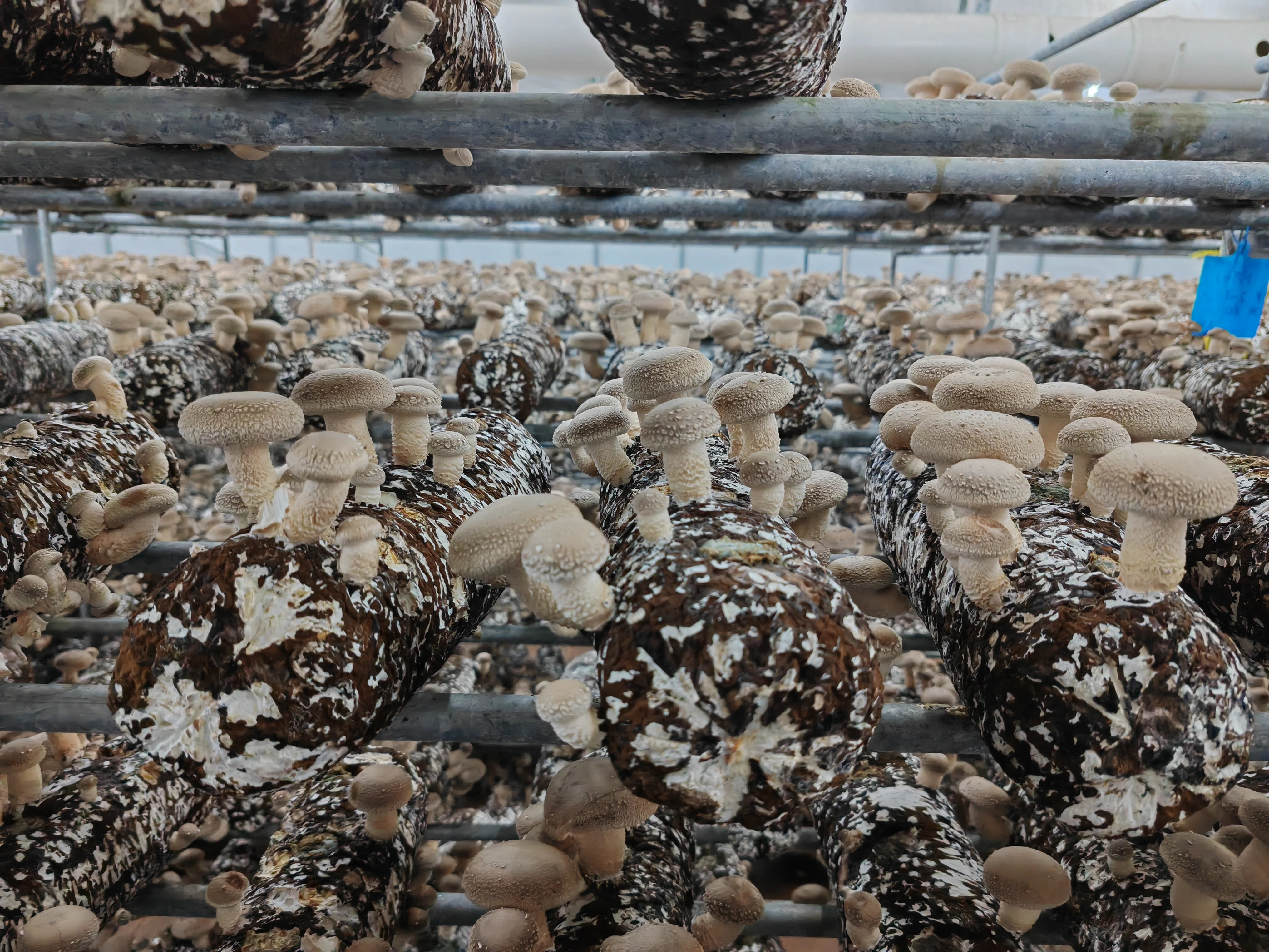 Shiitake Mushroom Spawn Mushroom Cultication Logs Fungi Substrate Champignons