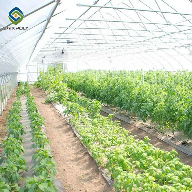 JDYApoly low cost mini poly tunnel agriculture green house vegetable high polythene tunnel garden greenhouse for tomato