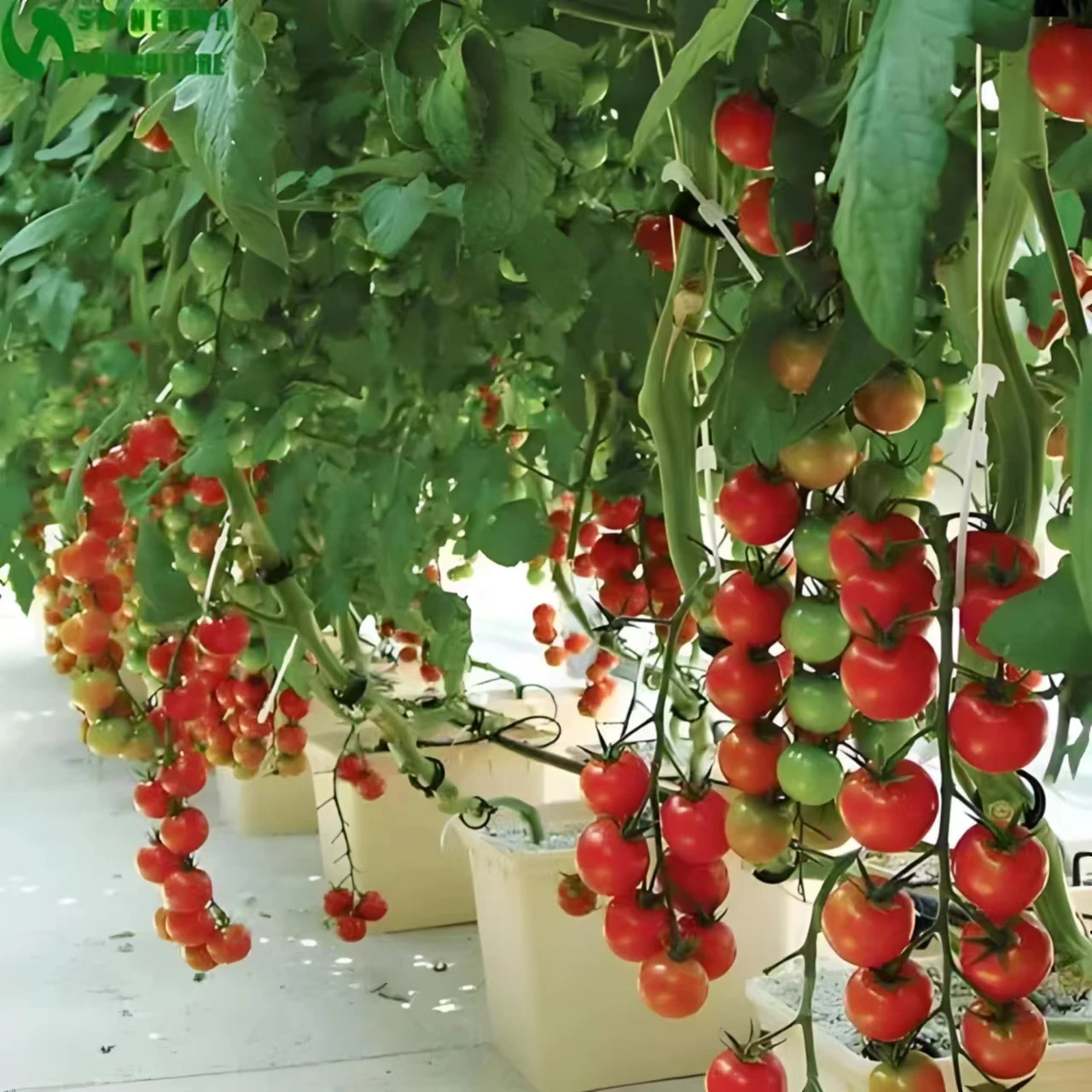 Factory direct sale PP material square planting Dutch barrel for large tomato planting