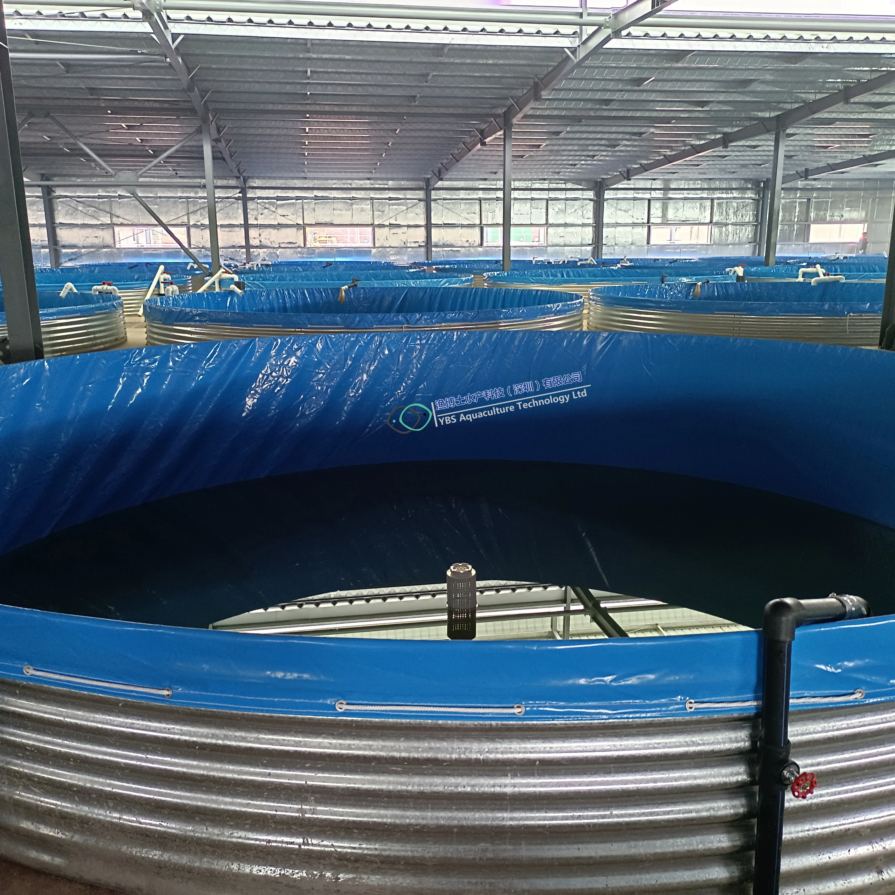 Factory direct sale Tilapia  indoor fish farming recirculating aquaculture system ras
