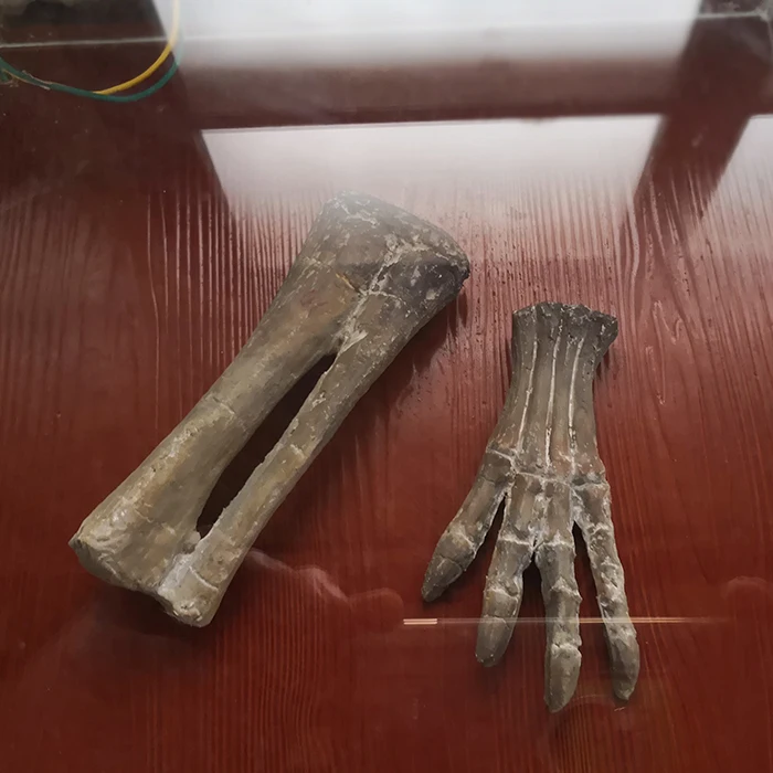 FPR Museum Artificial animal skeleton Fossil  dinosaur bone for Sale
