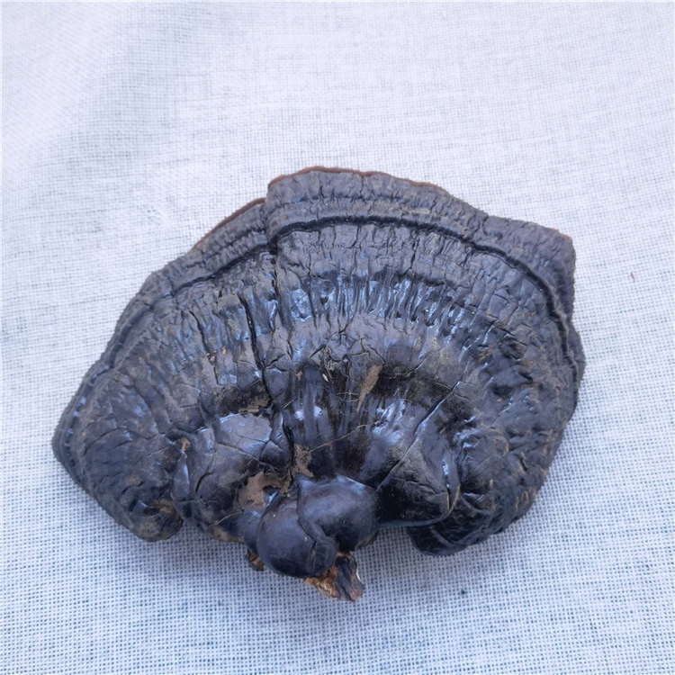 ganoderma lingzhi (5).jpg