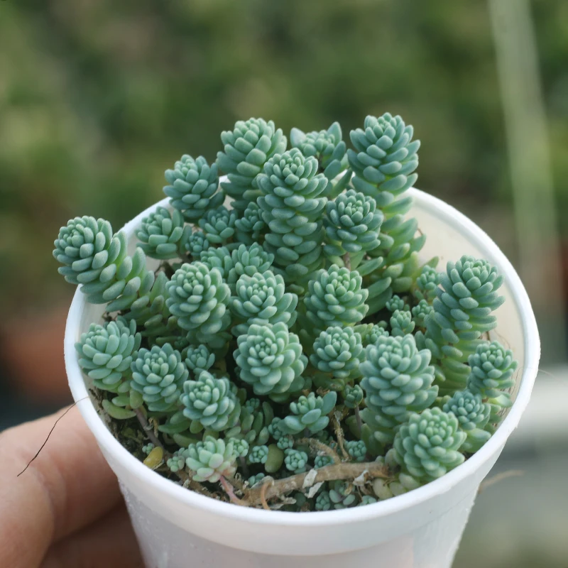 Hot selling  greenovia pink succulent rare plant succulent seeds plant live natural