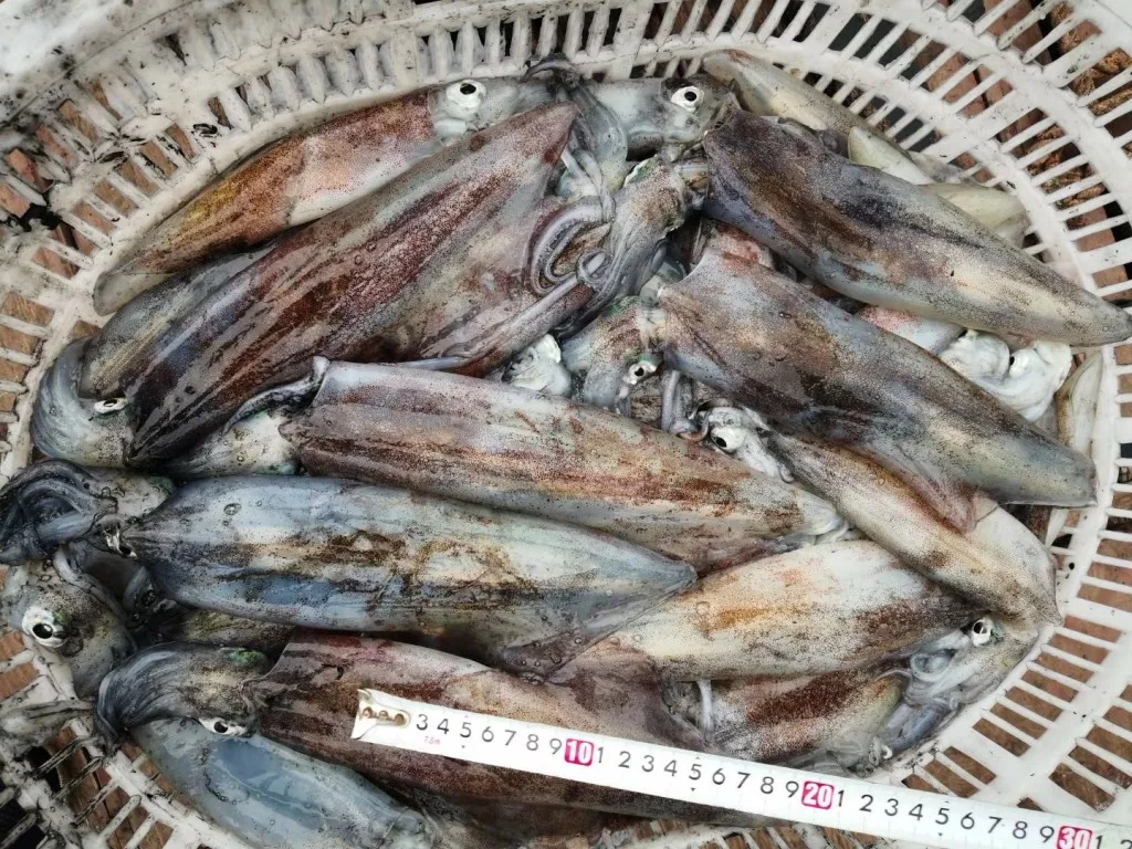 Новое поступление Zhoushan City lолиго кальмар полностью очищенный замороженный Wr Illex серебристый для продажи на рынке