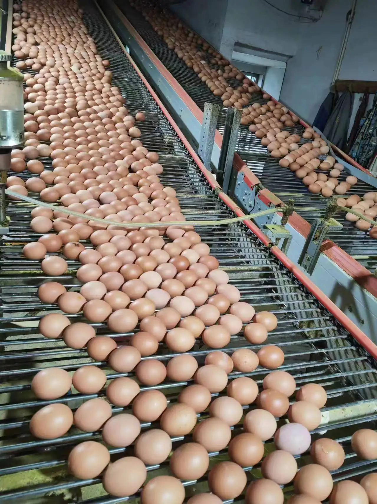Supplier feed grade 0.5% poultry compound premix for poultry premix