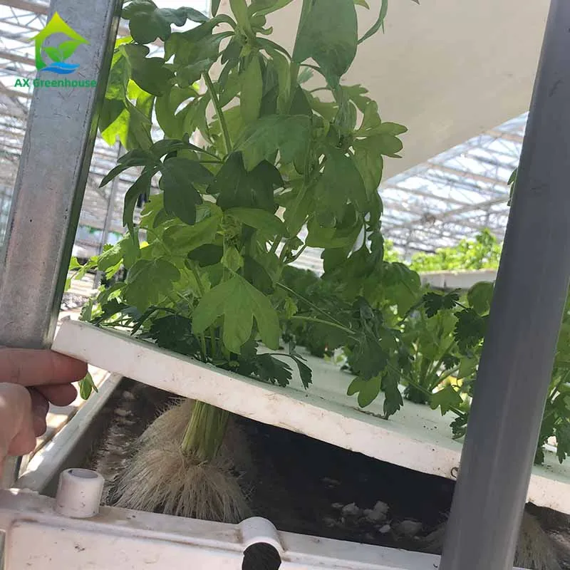 Hydroponic deep water culture system