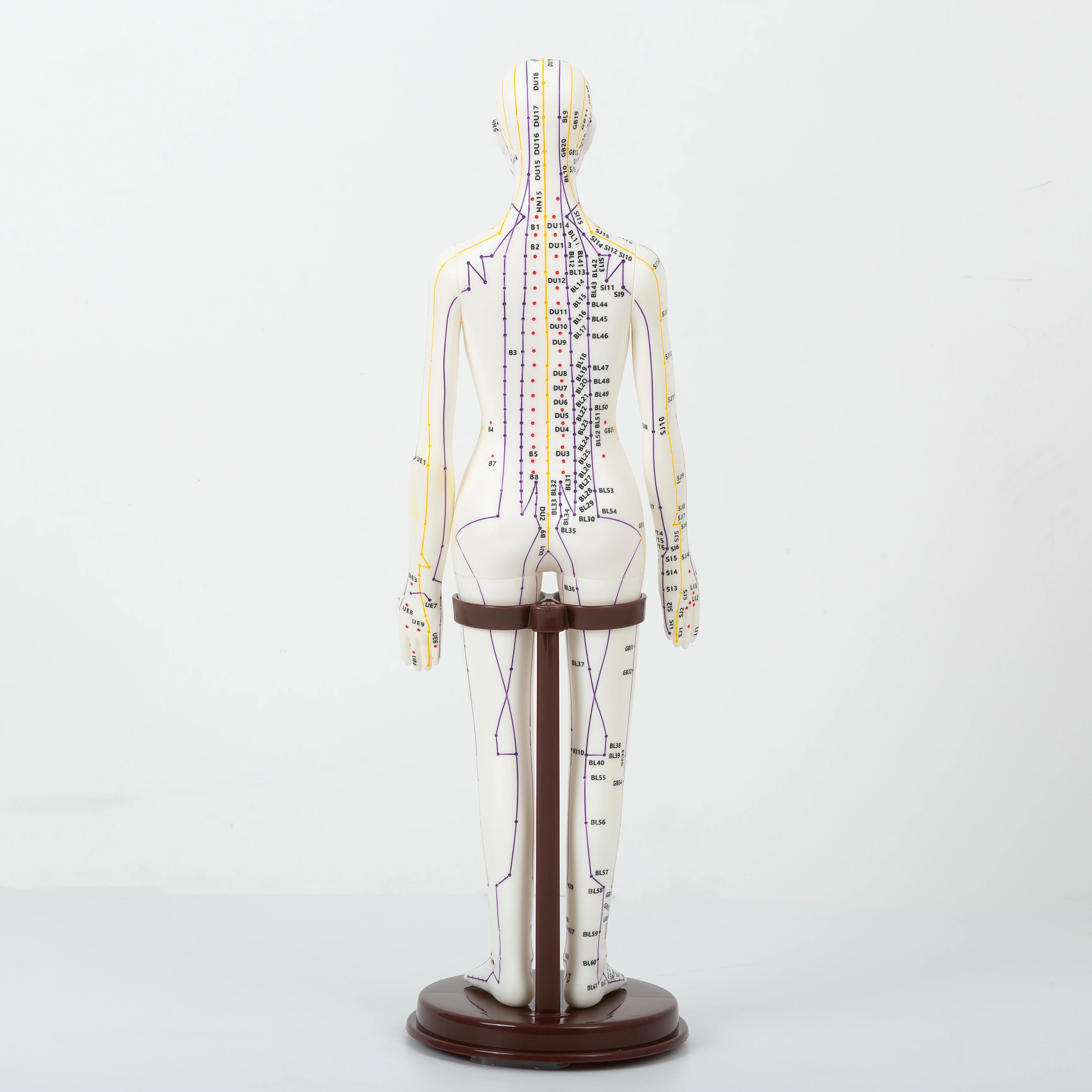 English identification Chinese Acupuncture Model Human Acupoint Acupuncture Model Body Point English  52cm Acupuncture Model
