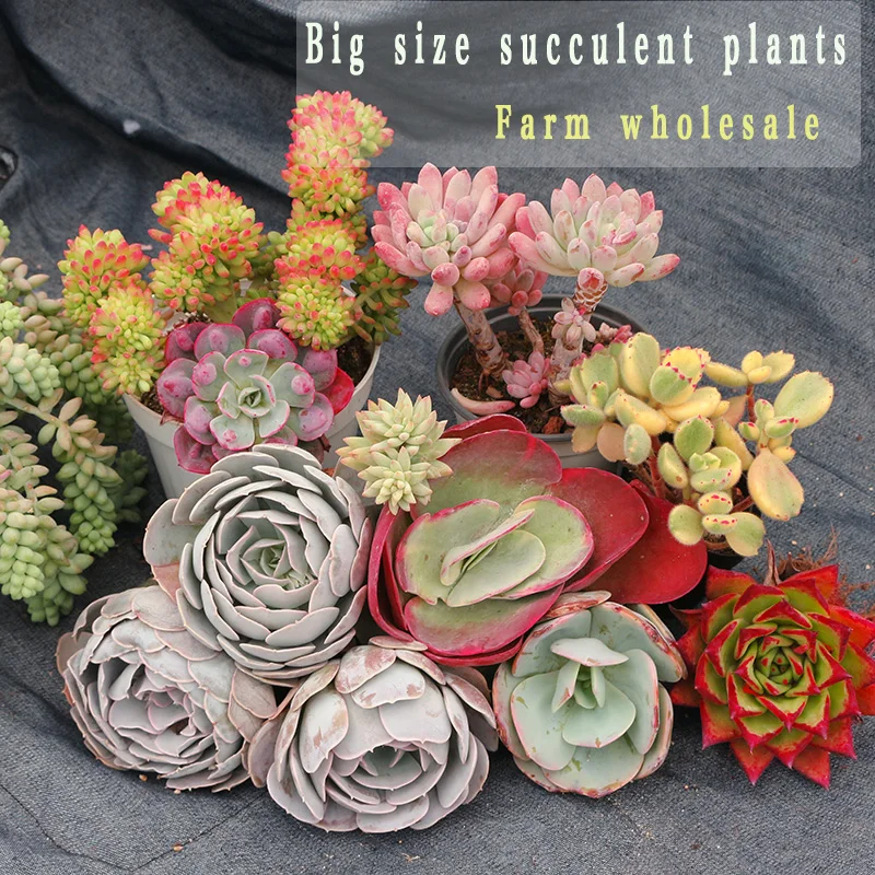
artifical succulent plants big Live succulent plants natural indoor for desk China plant farm 