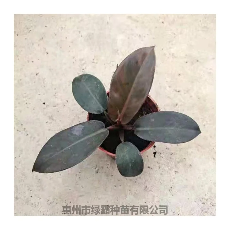 Лидер продаж популярное натуральное розовое растение philodendron