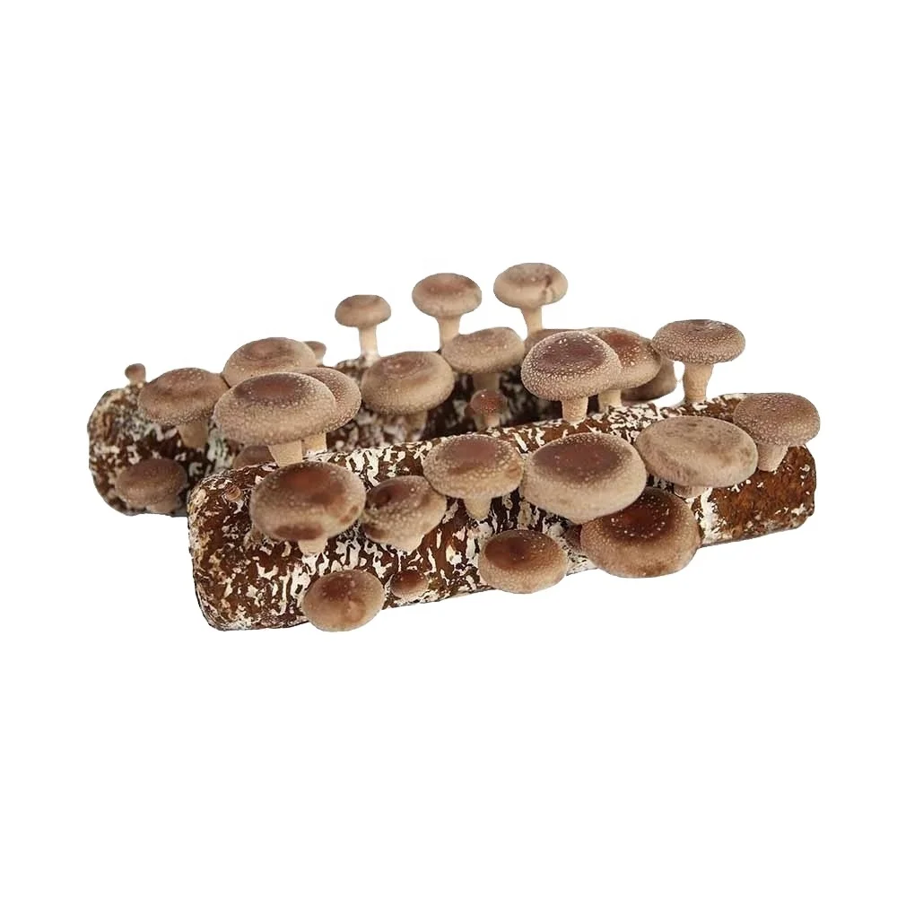 Семена грибов для продажи, выращивание грибов shiitake