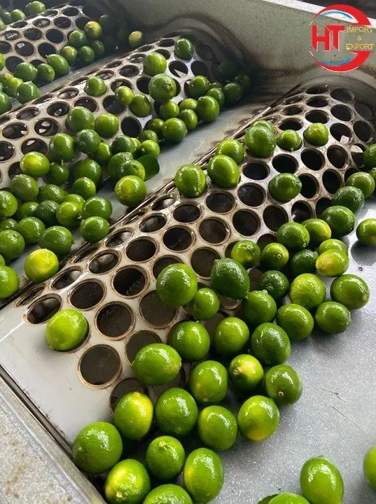 Wholesale Top Quality Fresh VIETNAMESE Green Lime/ Lemon cheapest price wholesale/ Lemon Fresh Lime in Bulk