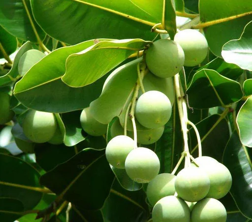 100% Pure and Organic Natural Plant Extract Tamanu Seed Oil Foraha