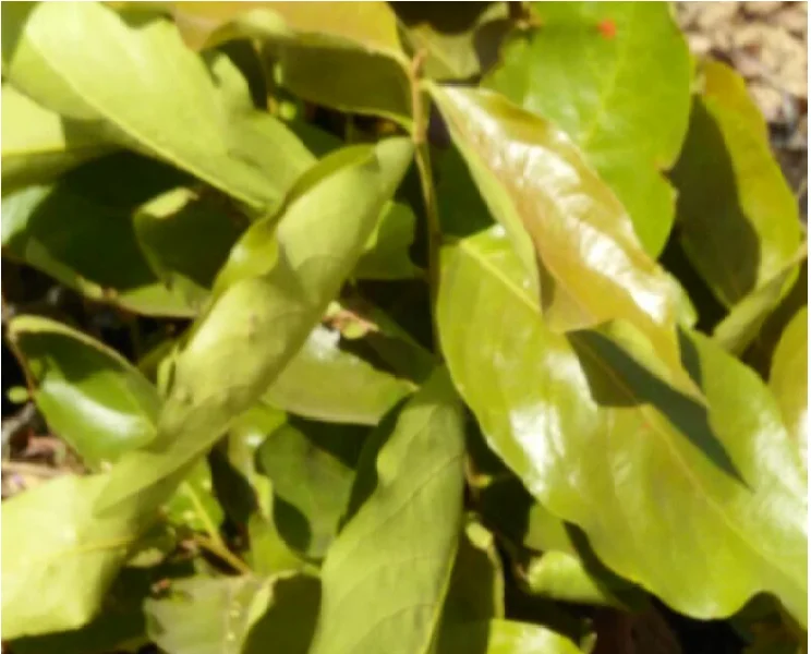 Herbal cigars Raw material Green Herbal Blends for Marshmellow leaves Green herbal Blends Bulk Bud herbal blends