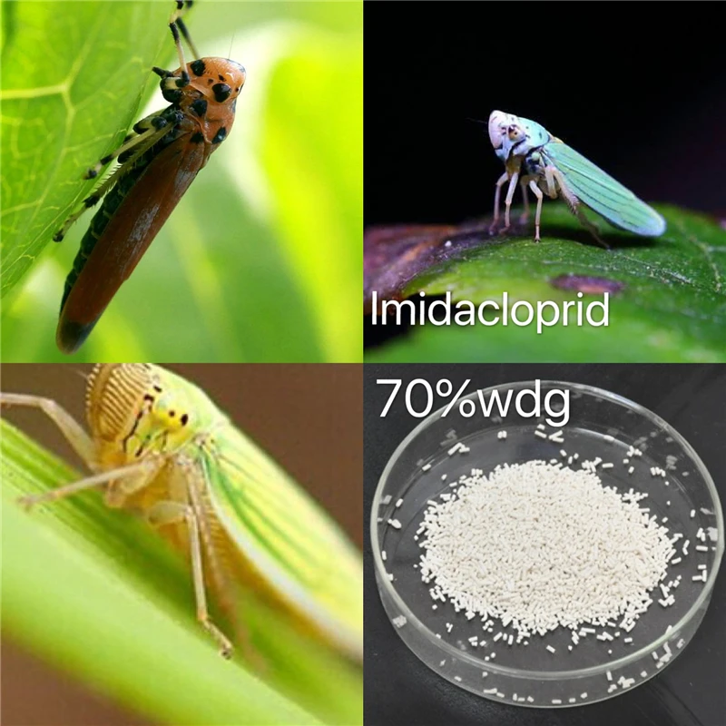 
imidacloprid 10% wp 98%TC in controling Thrip Aphid 