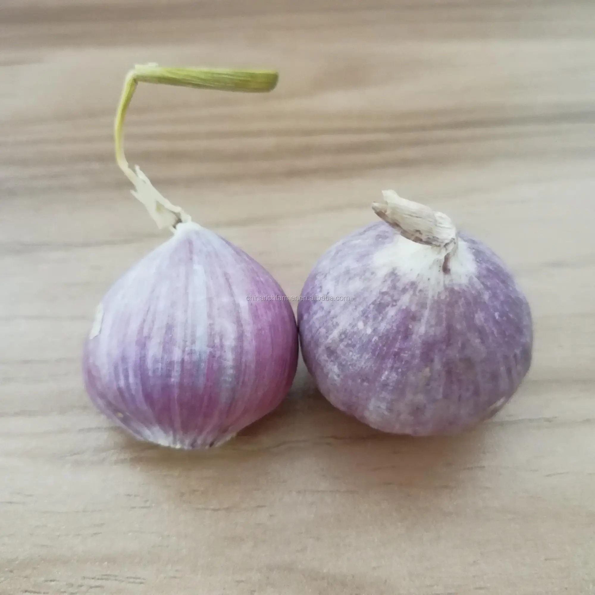 China Origin Factory Supplier Wholesale High Quality Cheap Price of Fresh White Garlic