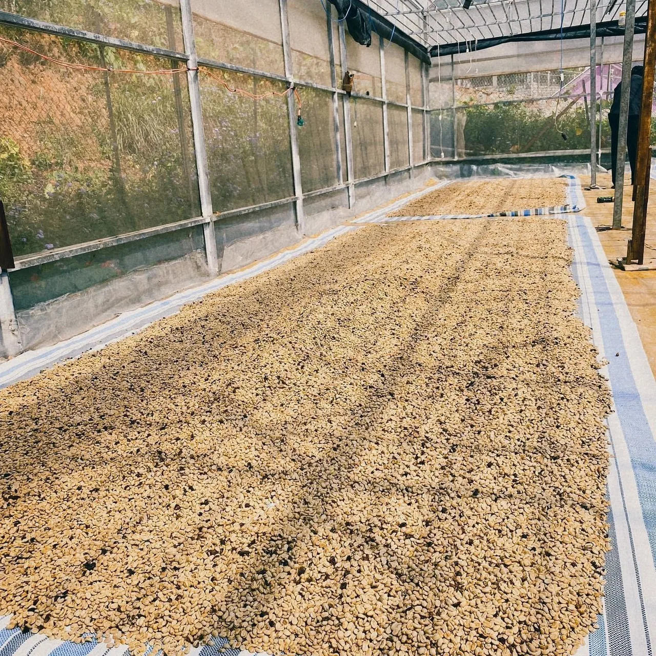 Robusta зеленый кофе в зернах экран 16 красный мед обработка высокого качества с долгой жизнью одного происхождения продукт Viet Nam