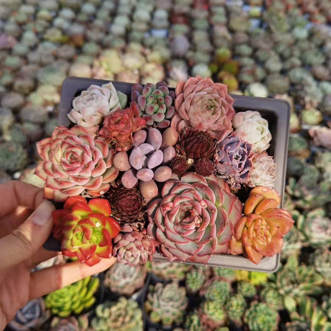 
Succulent wholesale natural plant succulent pot Korea Succulent Plants 