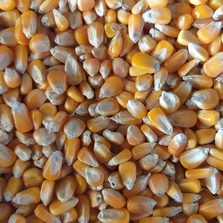 
best quality yellow corn broken for wholesale 